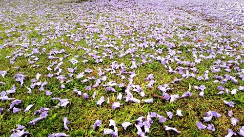 Full frame shot of flowers in field