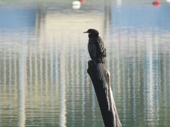 Bird perching on wooden post in lake