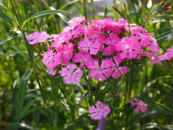 Close-up of pink flowers blooming outdoors