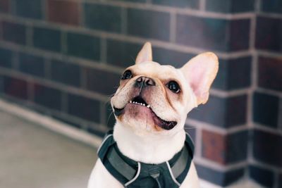 Close-up portrait of dog sticking out tongue