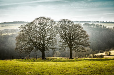 Trees on landscape against sky