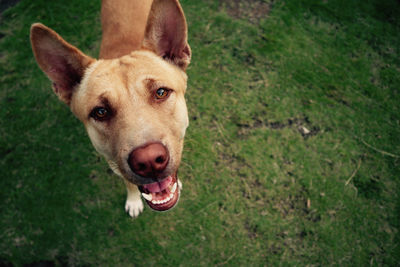 High angle portrait of a dog