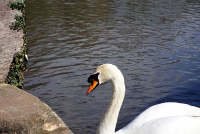 Swan floating on lake