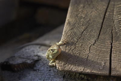 Close-up of frog on wood