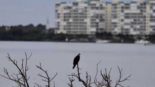 Bird perching on a city