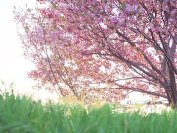 Low angle view of blooming tree