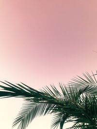 Low angle view of palm tree against clear sky