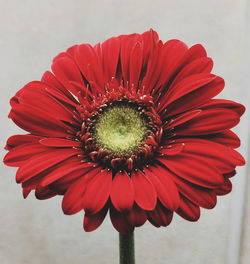 Close-up of red flower blooming outdoors