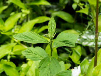 Close-up of plant leaves