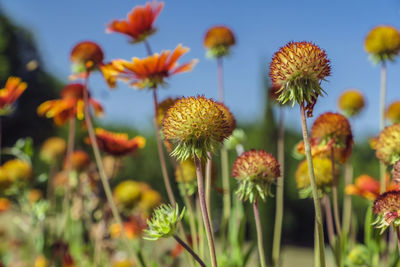 Close-up of flowering plants