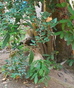 Monkey in a plant