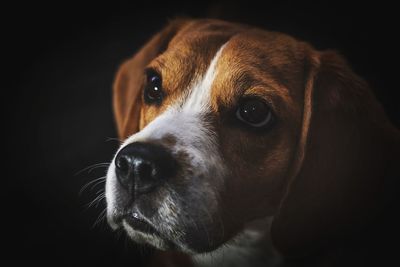 Close-up portrait of dog