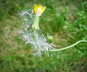 Close-up of dandelion flower