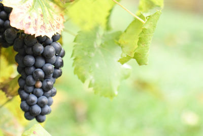 Close-up of grapes growing in vineyard