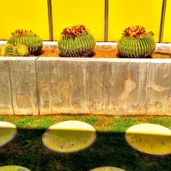 Potted plants on the wall