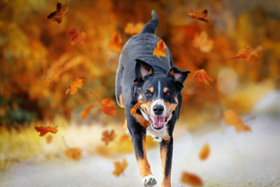 Portrait of dog running on field during autumn
