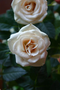 Close-up of white rose blooming outdoors