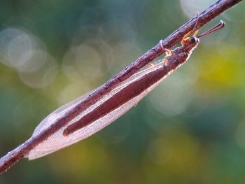 Close-up of water drops on twig