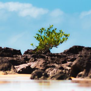 Close-up of plant on land against sky