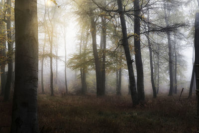 Trees in forest