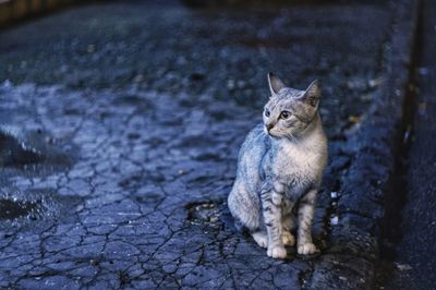 Portrait of cat sitting outdoors