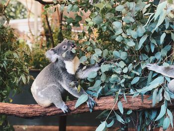 Close-up of squirrel on tree