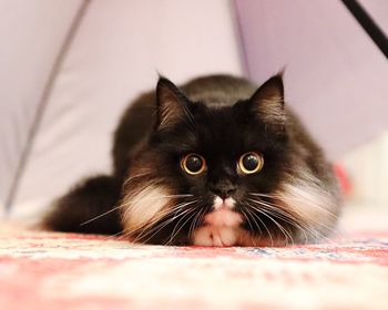 Close-up portrait of black cat