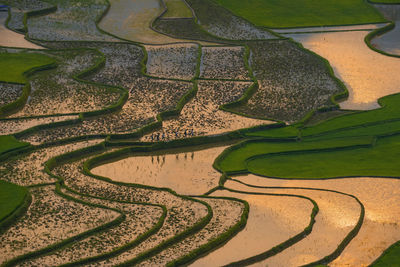 Full frame shot of terraced field during sunset