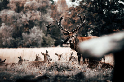 Deer standing in a field