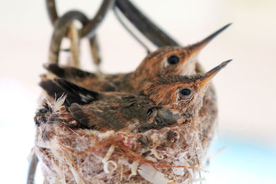 Close-up of birds in nest