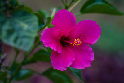 Close-up of pink hibiscus flower