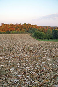 Scenic view of agricultural field against sky