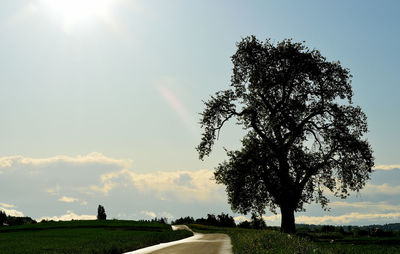 Tree on field against sky