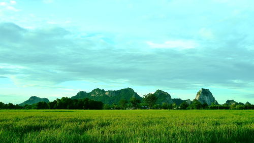 Scenic view of agricultural field against sky