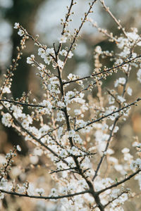 Close-up of cherry blossoms in spring