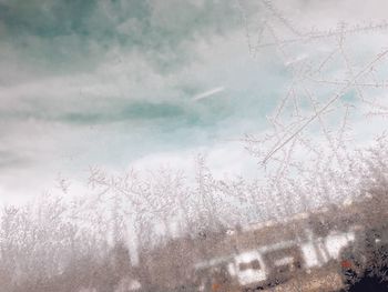 Low angle view of frozen plants against sky