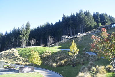 Low angle view of trees against clear sky