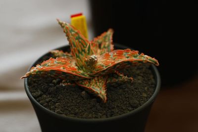 Close-up of orange leaf on potted plant