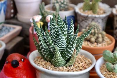 Close-up of succulent plant on table