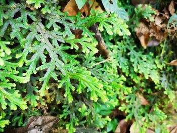 plant