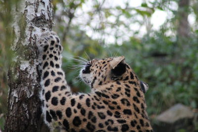 View of cat on tree trunk