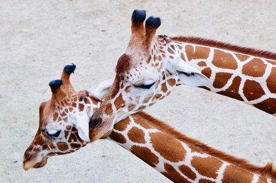 High angle view of giraffes in zoo