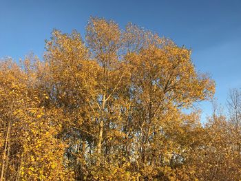 Low angle view of maple tree against sky