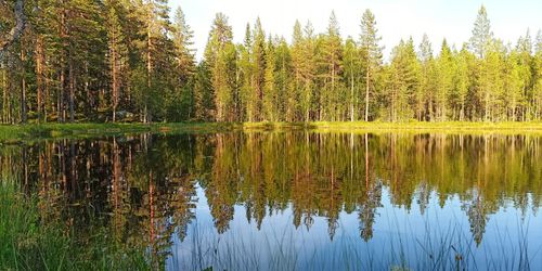 Scenic view of lake by trees in forest