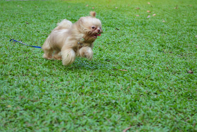 Dog running on grass