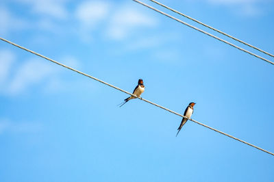 Low angle view of birds perching on cable against sky