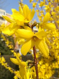 Close-up of yellow flowers