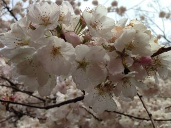 Close-up of cherry blossom tree