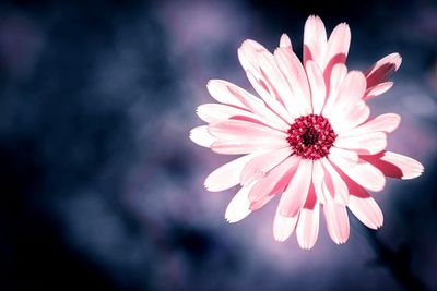 Close-up of pink flower