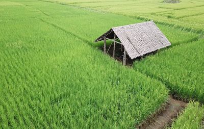 Scenic view of agricultural field